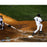 Brett Gardner Signed 8x10 photo Scoring Final Run at Old Yankee Stadium (MLB Auth)