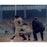 Yogi Berra WS (Swing) Color 11x14 Photo (SSM Holo)