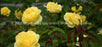 Window Graphic - 30x65 Flowers 8