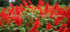 Window Graphic - 30x65 Flowers 9