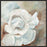 CHIFFONIN CREAM 28L X 28H Floater Framed Art Giclee Wrapped Canvas