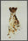 CHEETAH 22L X 28H Floater Framed Art Giclee Wrapped Canvas