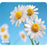 NTRSMRT MS PAD DAISIES
