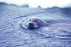 Bearded Seal 20x30 poster