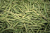 Green Beans 20x30 poster