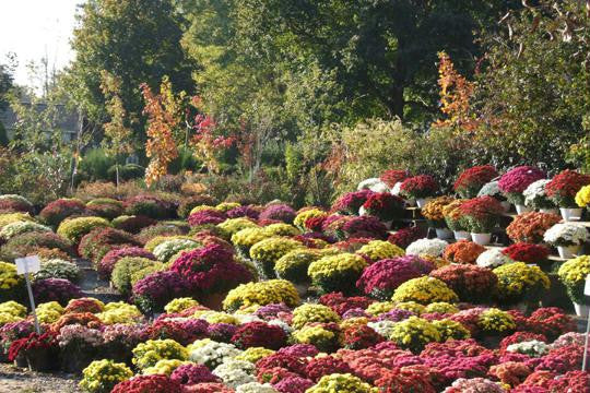 Assorted Mums 20x30 poster