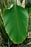 Broad Leaf 20x30 poster