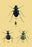 Beetles of Java, France, Cape and Europe #2 20x30 poster