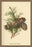 Cones of The Cypress 20x30 poster