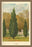 Cypress 20x30 poster