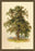 Ash Tree 20x30 poster