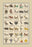 Heraldic Symbols - Sagittarius, Spinx, et al. 20x30 poster