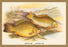 Crucian and Prussian Carp 20x30 poster
