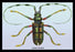 Beetle: Lamia Tricincta #1 20x30 poster
