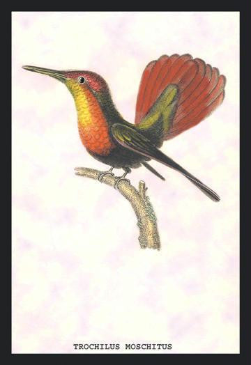 Hummingbird: Trochilus Moschitus 20x30 poster