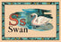 Swan 20x30 poster