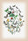 Moths: Aspilates Gilvaria, Hypoplectis Adspersaria, et al. 20x30 poster