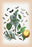 Moths: Tineae Tapetzella, Carpocapsa Pomonella, et al. 20x30 poster