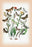 Moths: Dichonia Aprilina, Polia Chi, et al. 20x30 poster