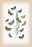 Moths: Cleophana Anarrhini, et al. 20x30 poster
