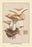 Hydnum Repandum 20x30 poster