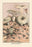Russula Virescens 20x30 poster
