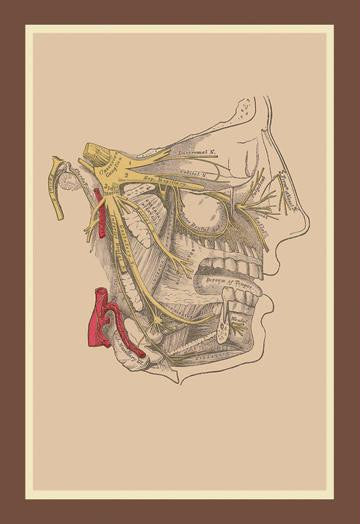 Cranial Nerves 20x30 poster
