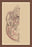 Study of the Skull 20x30 poster
