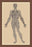 Nervous System 20x30 poster