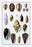 Shells: Convoltae and Orthocerata 20x30 poster