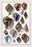 Shells: Purpurifera 20x30 poster