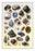 Shells: Trachelipoda #2 20x30 poster