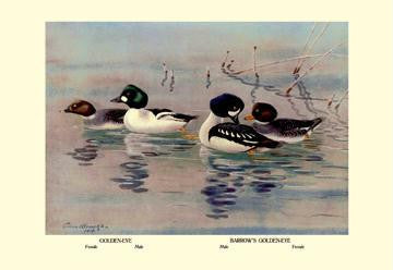 Golden-Eye and Barrow's Golden-Eye Ducks 20x30 poster