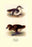 Downy Young Ducks 20x30 poster