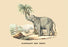 Elephant d'Inde 20x30 poster