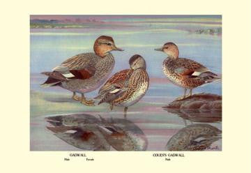 Gadwall and Coues's Gadwall Ducks 20x30 poster