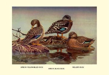 African and Meller's Ducks 20x30 poster
