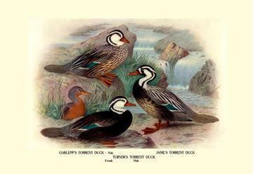 Garlepp's, Jame's and Turner's Torrent Ducks 20x30 poster