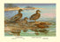 Hawaiian Duck and Oustalet's Gray Duck 20x30 poster