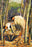 Edible Bamboo 20x30 poster