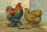Partridge Cochins 20x30 poster