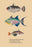 Baliste du Grand Ocean et al. 20x30 poster