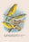 St. Helena Seed-Eater; Green Singing-Finch 20x30 poster