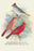 Pileated Finch; Red-Crested Finch 20x30 poster