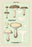 Edible Fungi: Clouded Clitocybe 20x30 poster