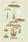 Edible Fungi: Honey-Colored Armillaria 20x30 poster