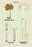 Edible Fungi: White Helvella 20x30 poster