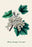 White Grape Currant 20x30 poster