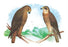 Hen Hawk and Swainson's Hawk 20x30 poster