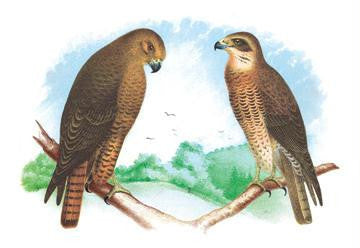 Hen Hawk and Swainson's Hawk 20x30 poster